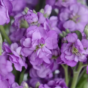 Purple Spray Stock Flower