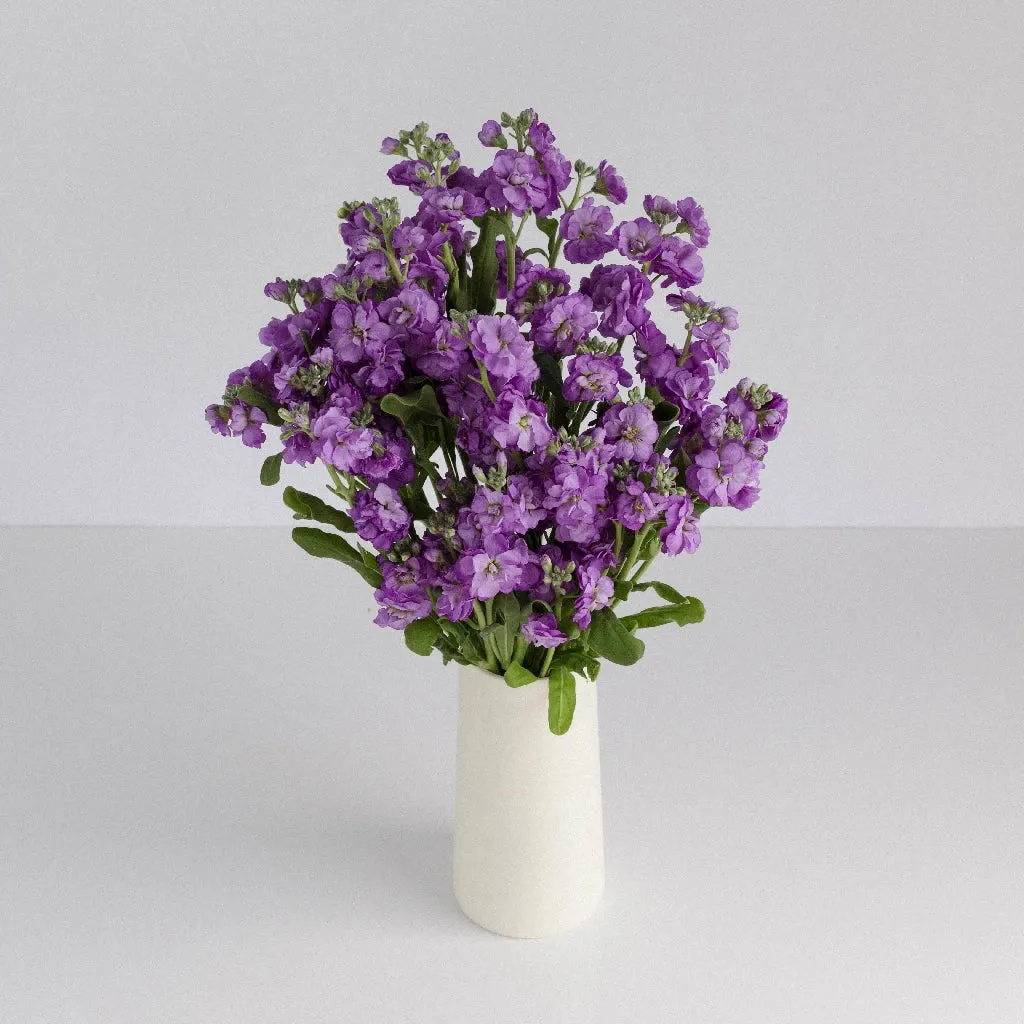 Purple Spray Stock Flower