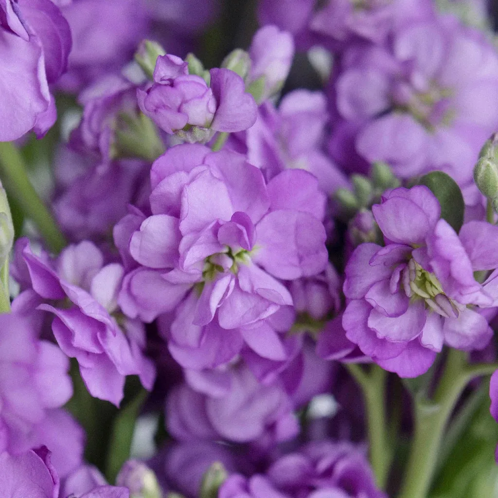 Purple Spray Stock Flower