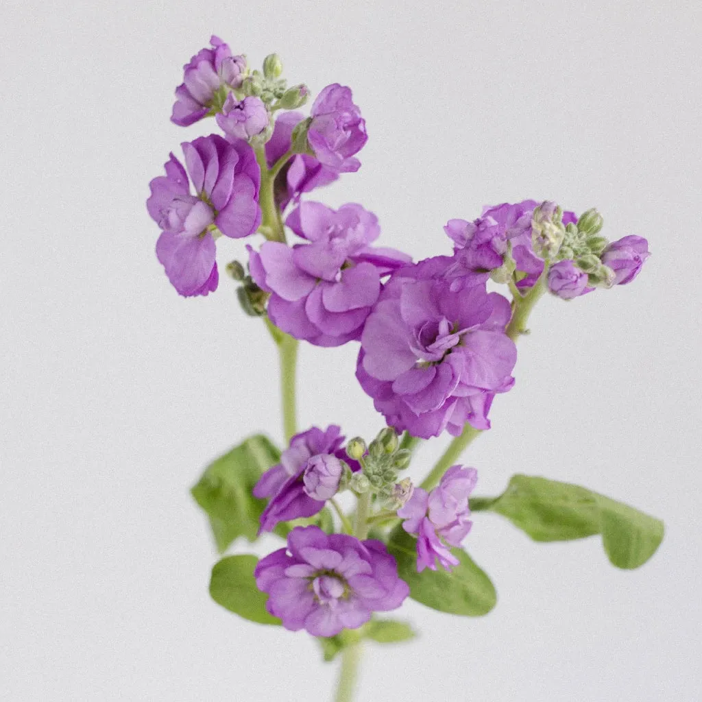 Purple Spray Stock Flower